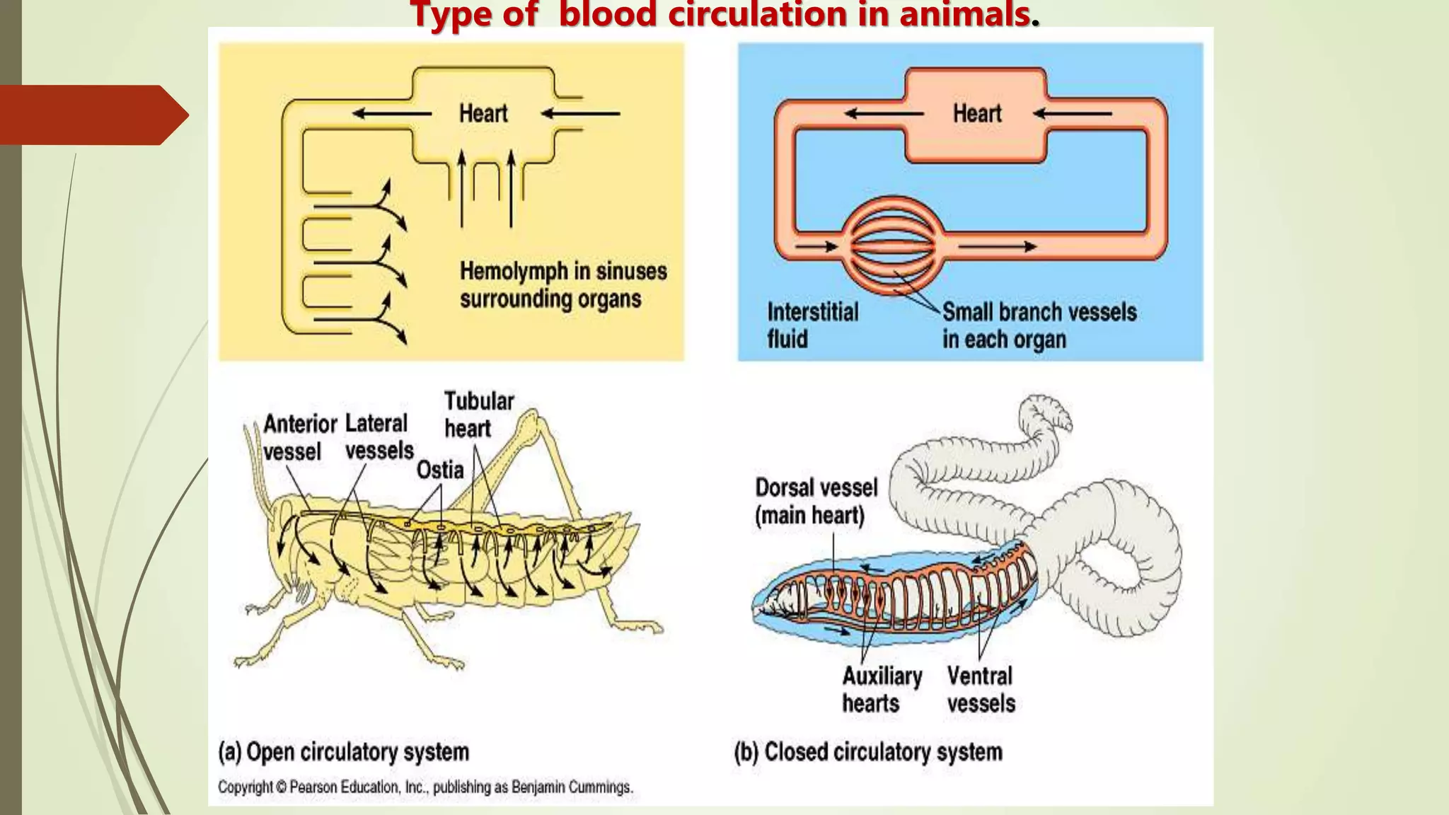 ‫أ‬.‫د‬.‫مقرر‬ ‫الحميدي‬ ‫أحمد‬333‫حين‬
Type of blood circulation in animals.
 