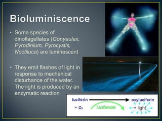 • Some species of
dinoflagellates (Gonyaulax,
Pyrodinium, Pyrocystis,
Noctiluca) are luminescent
• They emit flashes of light in
response to mechanical
disturbance of the water.
The light is produced by an
enzymatic reaction
 