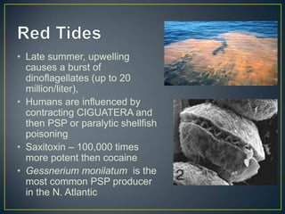 • Late summer, upwelling
causes a burst of
dinoflagellates (up to 20
million/liter),
• Humans are influenced by
contracting CIGUATERA and
then PSP or paralytic shellfish
poisoning
• Saxitoxin – 100,000 times
more potent then cocaine
• Gessnerium monilatum is the
most common PSP producer
in the N. Atlantic
 