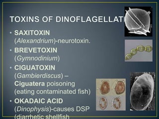 • SAXITOXIN
(Alexandrium)-neurotoxin.
• BREVETOXIN
(Gymnodinium)
• CIGUATOXIN
(Gambierdiscus) –
Ciguatera poisoning
(eating contaminated fish)
• OKADAIC ACID
(Dinophysis)-causes DSP
 