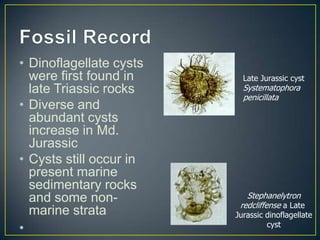 • Dinoflagellate cysts
were first found in
late Triassic rocks
• Diverse and
abundant cysts
increase in Md.
Jurassic
• Cysts still occur in
present marine
sedimentary rocks
and some non-
marine strata
•
Stephanelytron
redcliffense a Late
Jurassic dinoflagellate
cyst
Late Jurassic cyst
Systematophora
penicillata
 