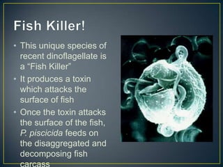 • This unique species of
recent dinoflagellate is
a “Fish Killer”
• It produces a toxin
which attacks the
surface of fish
• Once the toxin attacks
the surface of the fish,
P. piscicida feeds on
the disaggregated and
decomposing fish
carcass
 