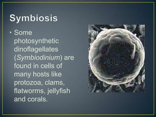 • Some
photosynthetic
dinoflagellates
(Symbiodinium) are
found in cells of
many hosts like
protozoa, clams,
flatworms, jellyfish
and corals.
 
