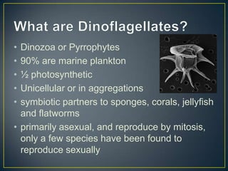 • Dinozoa or Pyrrophytes
• 90% are marine plankton
• ½ photosynthetic
• Unicellular or in aggregations
• symbiotic partners to sponges, corals, jellyfish
and flatworms
• primarily asexual, and reproduce by mitosis,
only a few species have been found to
reproduce sexually
 