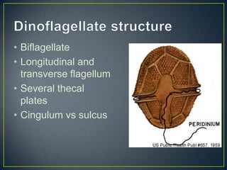 • Biflagellate
• Longitudinal and
transverse flagellum
• Several thecal
plates
• Cingulum vs sulcus
 
