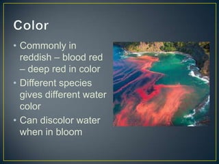 • Commonly in
reddish – blood red
– deep red in color
• Different species
gives different water
color
• Can discolor water
when in bloom
 