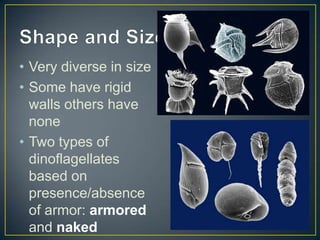 • Very diverse in size
• Some have rigid
walls others have
none
• Two types of
dinoflagellates
based on
presence/absence
of armor: armored
and naked
 