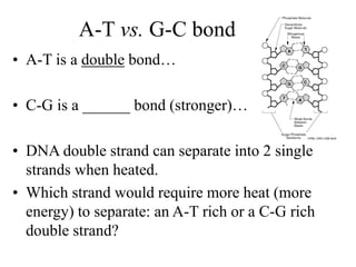 A-T vs. G-C bond
• A-T is a double bond…
• C-G is a ______ bond (stronger)…
• DNA double strand can separate into 2 single
strands when heated.
• Which strand would require more heat (more
energy) to separate: an A-T rich or a C-G rich
double strand?
 