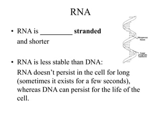 RNA
• RNA is _________ stranded
and shorter
• RNA is less stable than DNA:
RNA doesn’t persist in the cell for long
(sometimes it exists for a few seconds),
whereas DNA can persist for the life of the
cell.
 