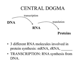 CENTRAL DOGMA
DNA
RNA
Proteins
• 3 different RNA molecules involved in
protein synthesis: mRNA, rRNA, ______
• TRANSCRIPTION: RNA synthesis from
DNA.
transcription
translation
 