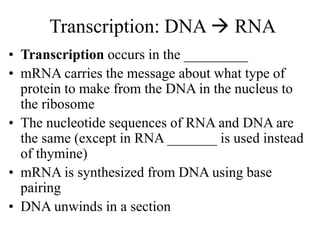 Transcription: DNA  RNA
• Transcription occurs in the _________
• mRNA carries the message about what type of
protein to make from the DNA in the nucleus to
the ribosome
• The nucleotide sequences of RNA and DNA are
the same (except in RNA _______ is used instead
of thymine)
• mRNA is synthesized from DNA using base
pairing
• DNA unwinds in a section
 