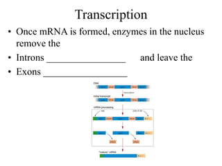 Transcription
• Once mRNA is formed, enzymes in the nucleus
remove the
• Introns ________________ and leave the
• Exons _________________
 