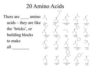 20 Amino Acids
There are ____ amino
acids – they are like
the ‘bricks’, or
building blocks
to make
all ________
 