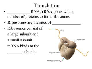 Translation
• ___________ RNA, rRNA, joins with a
number of proteins to form ribosomes
• Ribosomes are the sites of ______________
• Ribosomes consist of
a large subunit and
a small subunit.
mRNA binds to the
_______ subunit.
 
