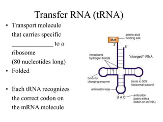 Transfer RNA (tRNA)
• Transport molecule
that carries specific
_____________ to a
ribosome
(80 nucleotides long)
• Folded
• Each tRNA recognizes
the correct codon on
the mRNA molecule
 