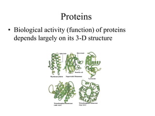 Proteins
• Biological activity (function) of proteins
depends largely on its 3-D structure
 