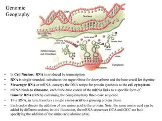 Genomic
Geography
• In Cell Nucleus: RNA is produced by transcription.
• RNA is single-stranded; substitutes the sugar ribose for deoxyribose and the base uracil for thymine
• Messenger RNA or mRNA, conveys the DNA recipe for protein synthesis to the cell cytoplasm.
• mRNA binds to ribosome, each three-base codon of the mRNA links to a specific form of
transfer RNA (tRNA) containing the complementary three-base sequence.
• This tRNA, in turn, transfers a single amino acid to a growing protein chain.
• Each codon directs the addition of one amino acid to the protein. Note: the same amino acid can be
added by different codons; in this illustration, the mRNA sequences GCA and GCC are both
specifying the addition of the amino acid alanine (Ala).
 