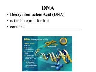 DNA
• Deoxyribonucleic Acid (DNA)
• is the blueprint for life:
• contains __________________________
 