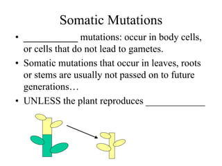 Somatic Mutations
• ___________ mutations: occur in body cells,
or cells that do not lead to gametes.
• Somatic mutations that occur in leaves, roots
or stems are usually not passed on to future
generations…
• UNLESS the plant reproduces ____________
 