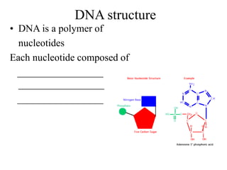 DNA structure
• DNA is a polymer of
nucleotides
Each nucleotide composed of
_________________
_________________
_________________
 