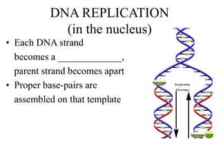 DNA REPLICATION
(in the nucleus)
• Each DNA strand
becomes a _____________,
parent strand becomes apart
• Proper base-pairs are
assembled on that template
 