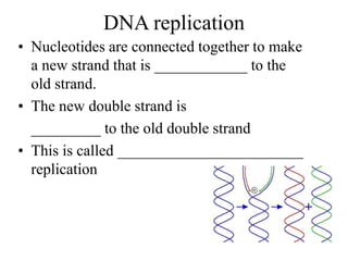 DNA replication
• Nucleotides are connected together to make
a new strand that is ____________ to the
old strand.
• The new double strand is
_________ to the old double strand
• This is called ________________________
replication
 