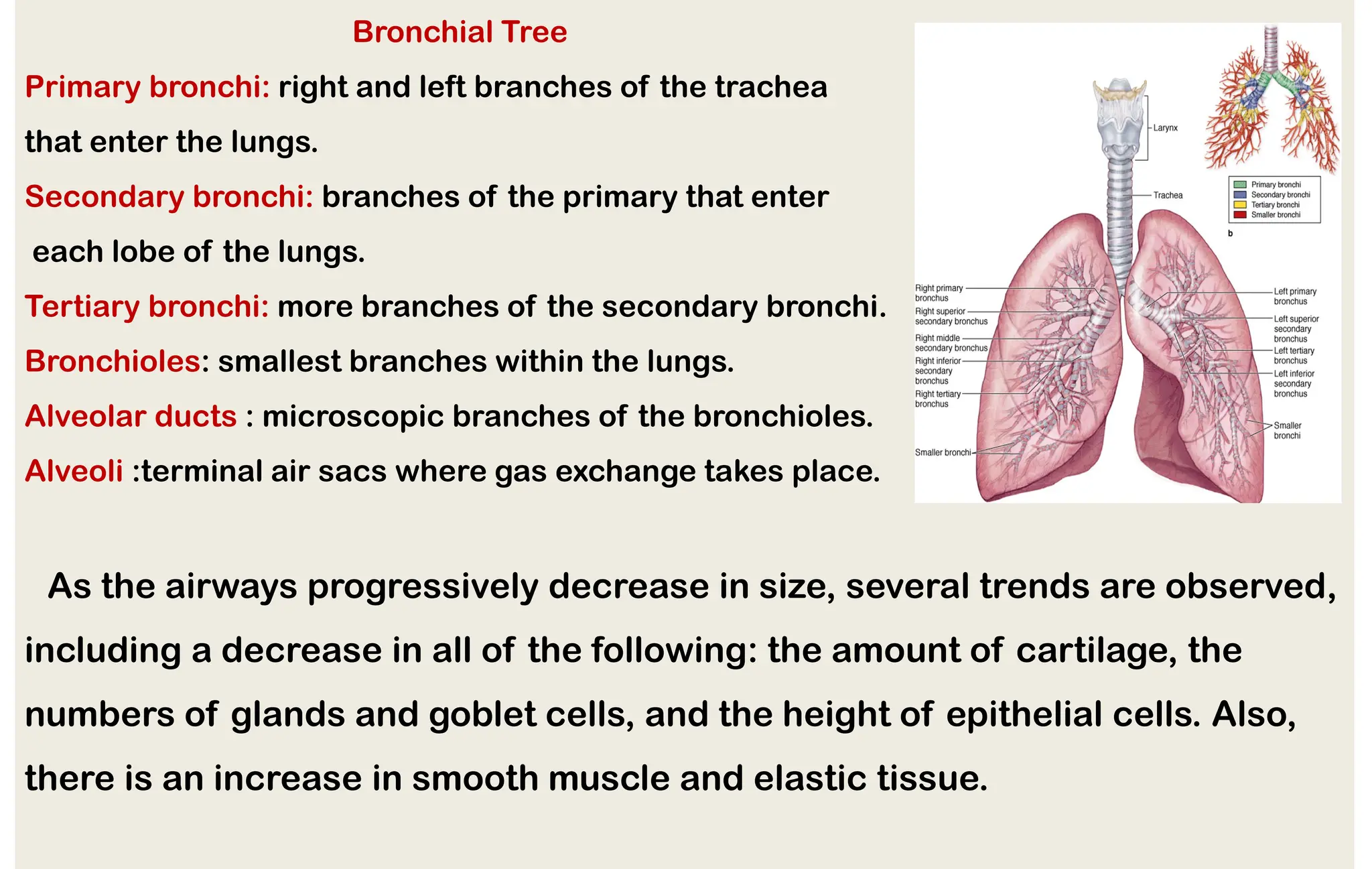 LEC 5 HISTOLOGY.pdf respiratory systems | PDF