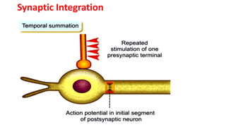 lec 5 NERVOUS SYSTEM_SYNAPSES_PPT_AKUNGA.pptx