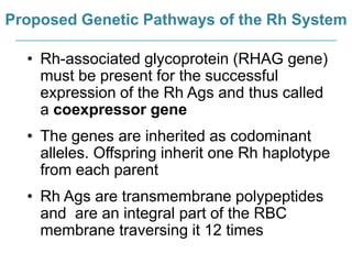 Proposed Genetic Pathways of the Rh System
• Rh-associated glycoprotein (RHAG gene)
must be present for the successful
expression of the Rh Ags and thus called
a coexpressor gene
• The genes are inherited as codominant
alleles. Offspring inherit one Rh haplotype
from each parent
• Rh Ags are transmembrane polypeptides
and are an integral part of the RBC
membrane traversing it 12 times
 