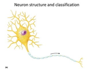 Copyright © 2005 Pearson
Education, Inc., publishing as
Benjamin Cummings
Neuron structure and classification
 