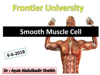 Smooth Muscle Cell
 