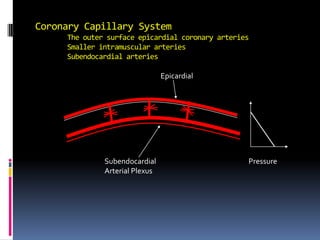 Coronary Capillary System	The outer surface epicardial coronary arteries	Smaller intramuscular arteries	Subendocardial arteries Epicardial Subendocardial Arterial Plexus Pressure 