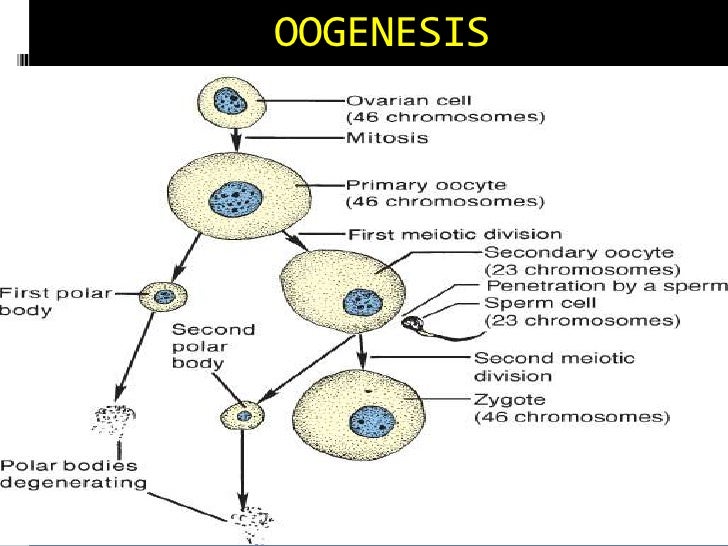 Flow Diagram Of Spermatogenesis Images - How To Guide And 