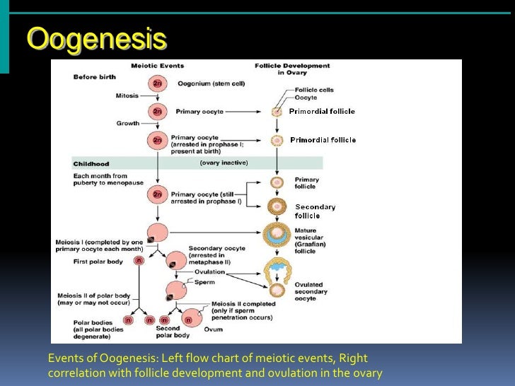 Lec63 (reproductive system female) human cell diagram projects 