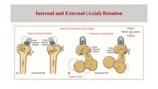 Internal Vs. External Leg Rotation Comprehensive Biomechanics of the Knee Joint: Stability, Kinematics ...