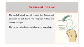 Comprehensive Biomechanics of the Knee Joint: Stability, Kinematics ...