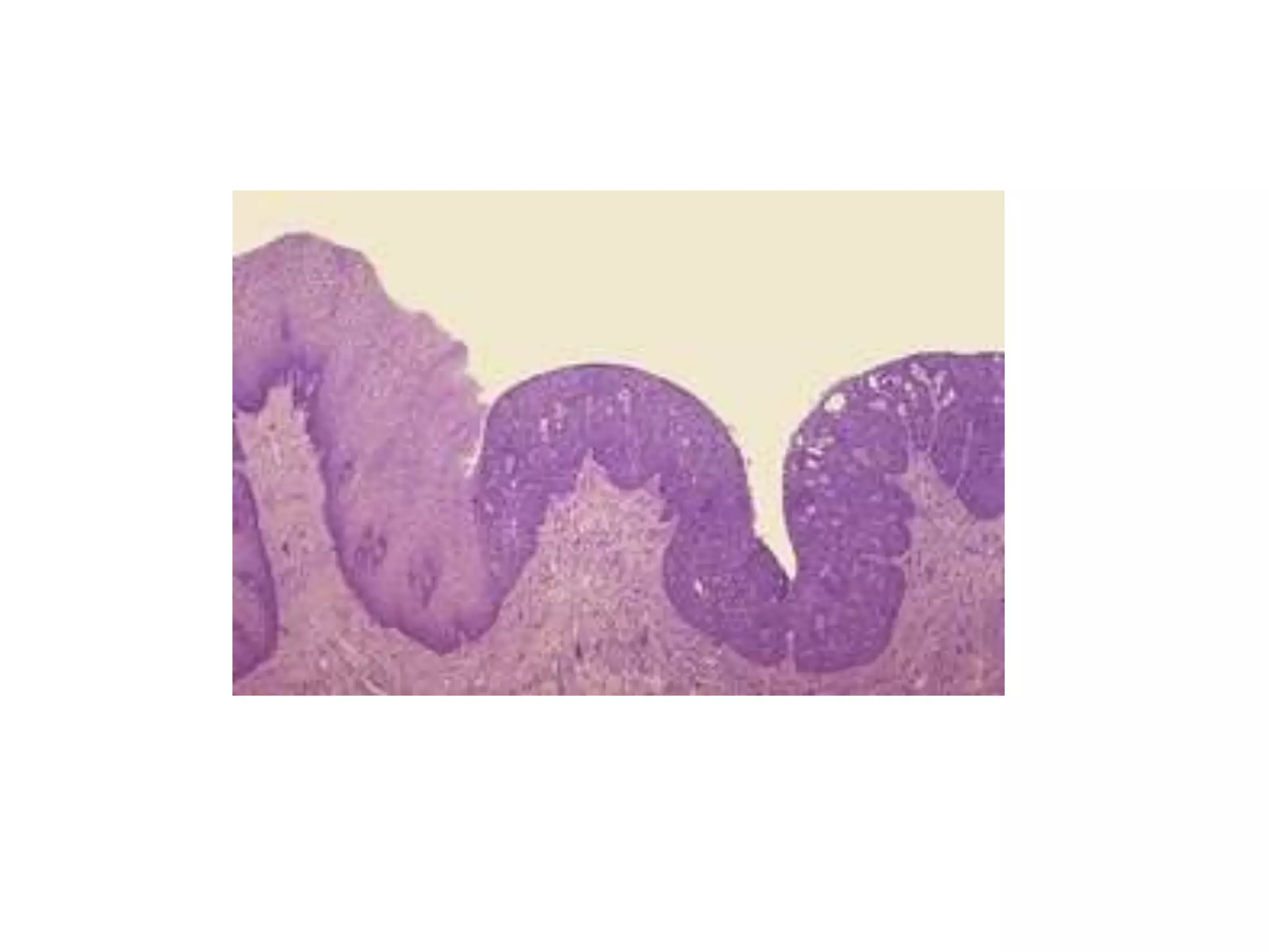 LEC 6 cellular adaptation.ppt