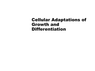 Cellular Adaptations of
Growth and
Differentiation
 