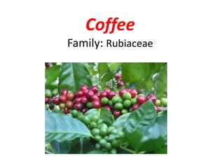 Coffee
Family: Rubiaceae
 