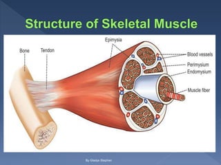 Lec 6 Muscle physiology and its types.pptx