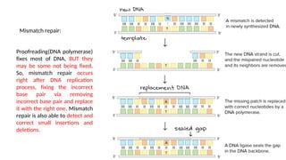 lec_6mutation_and_dna_repair_0.pptbbhhjjjh | PPT
