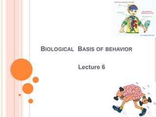 lec 6 neurons.ppt