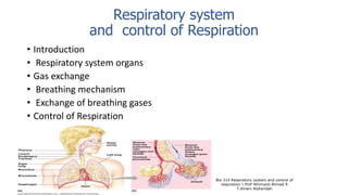 Respiratory system
and control of Respiration
• Introduction
• Respiratory system organs
• Gas exchange
• Breathing mechanism
• Exchange of breathing gases
• Control of Respiration
Bio 314 Respiratory system and control of
respiration  Prof Alhimaidi Ahmad R
T.Amani Alsharidah
 