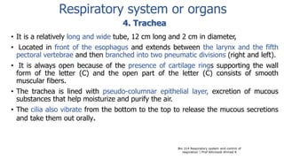 • It is a relatively long and wide tube, 12 cm long and 2 cm in diameter,
• Located in front of the esophagus and extends between the larynx and the fifth
pectoral vertebrae and then branched into two pneumatic divisions (right and left).
• It is always open because of the presence of cartilage rings supporting the wall
form of the letter (C) and the open part of the letter (C) consists of smooth
muscular fibers.
• The trachea is lined with pseudo-columnar epithelial layer, excretion of mucous
substances that help moisturize and purify the air.
• The cilia also vibrate from the bottom to the top to release the mucous secretions
and take them out orally.
Bio 314 Respiratory system and control of
respiration  Prof Alhimaidi Ahmad R
4. Trachea
Respiratory system or organs
 