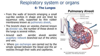 • From the walls of bronchi emerging a small
cup-like cavities in shape and are lined by
squamous cells, supported by thin rubber
membranes known as pulmonary alveoli,
• The bronchi share an vesicles channel known
as alveolar sac, the number of these alveoli in
the lungs is several million.
• Around each aerobic alveoli aerobic
acapillary network branched out of the artery
and vein.
• Where gas exchanges are carried out by the
simple spread between the blood and the air
vesicles through their walls and capillaries.
Bio 314 Respiratory system and control of
respiration  Prof Alhimaidi Ahmad R
Respiratory system or organs
6- The Lunges
 