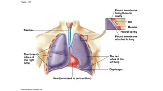 Bio 314 Respiratory system and control of respiration  Prof
Alhimaidi Ahmad R
 