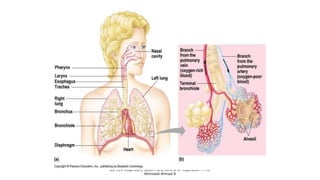 Bio 314 Respiratory system and control of respiration  Prof
Alhimaidi Ahmad R
 