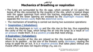 ‫التنفس‬ ‫آلية‬
Mechanics of Breathing or respiration
• The lungs are surrounded by the rib cage, which consists of (12 pairs) the
bones of the ribs connected by the muscles of the ribs, which is conical shape
with the upper openings from which the trachea, esophagus, blood vessels,
nerves and the lower opening are enclosed by the diaphragm muscles that
separate the thoracic cavity from the abdominal cavity.
• The mechanism of breathing is carried out during two successive operations:
1- Inspiration ( Inhalation):
in which the diaphragm is held up and the ribs rise to the top, thus expanding
the cavity of the rib cage, which brings the air into the lungs as a result of low
air pressure inside them. It is a positive process that need energy.
2-Expiration ( Exhalation):
Where the muscles of the ribs are relaxed so the ribs muscles and diaphragm
return to its position , so the size of the thoracic cavity decreases, causing the
lungs to expel the air out. It is a negative process that takes place without any
muscle effort and does not require energy (Fig, slide 23).
Bio 314 Respiratory system and control of
respiration  Prof Alhimaidi Ahmad R
 