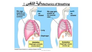 ‫التنفس‬ ‫آلية‬: Mechanics of Breathing
Bio 314 Respiratory system and control of respiration  Prof
Alhimaidi Ahmad R
 