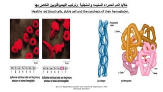 ‫الحمراء‬ ‫الدم‬ ‫خاليا‬‫السليمه‬‫وتركيب‬ ‫والمنجلية‬‫الهميوقلوبين‬‫بها‬ ‫الخاص‬
Healthy red blood cells, sickle cell and the synthesis of their hemoglobin.
Bio 314 Respiratory system and control of respiration  Prof
Alhimaidi Ahmad R
 